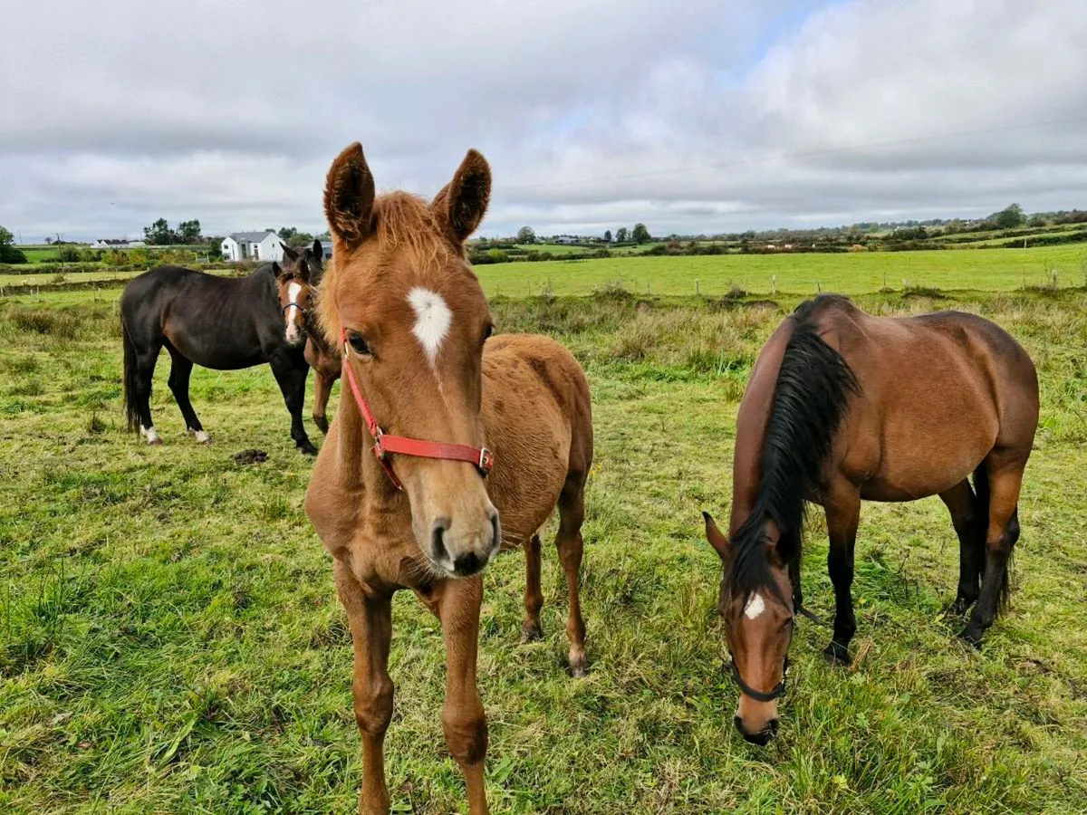 Vivant mare and Team Spirit filly foal - Image 3