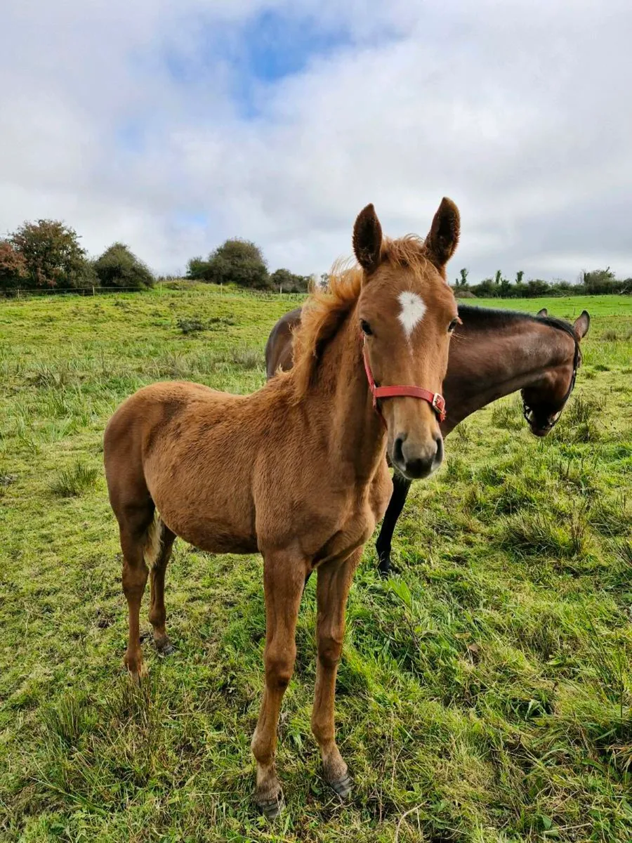 Vivant mare and Team Spirit filly foal - Image 4