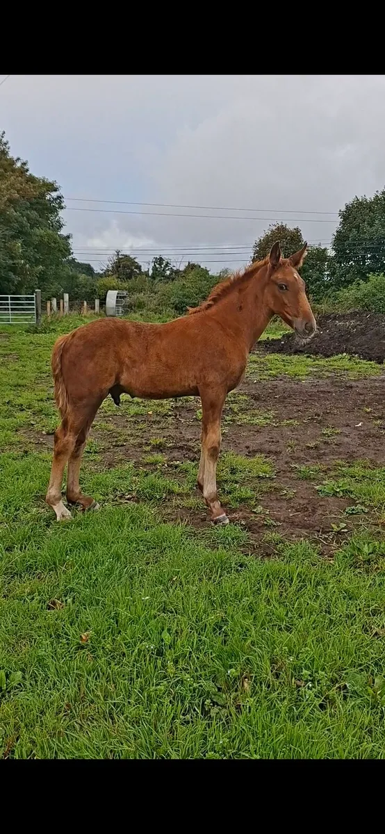 Irish draught & irish sport horse foals - Image 3