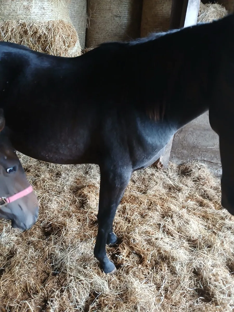 Equine thorough bred horses - Image 1