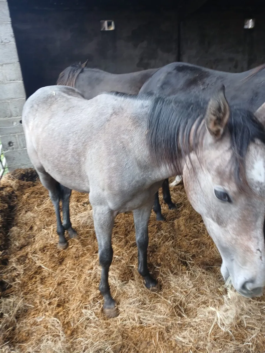Equine thorough bred horses - Image 2