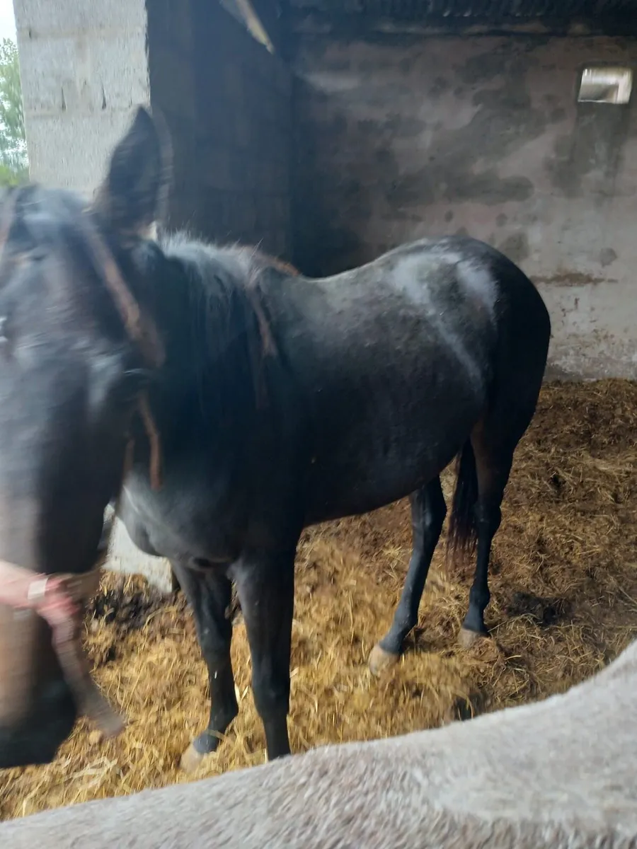 Equine thorough bred horses - Image 3