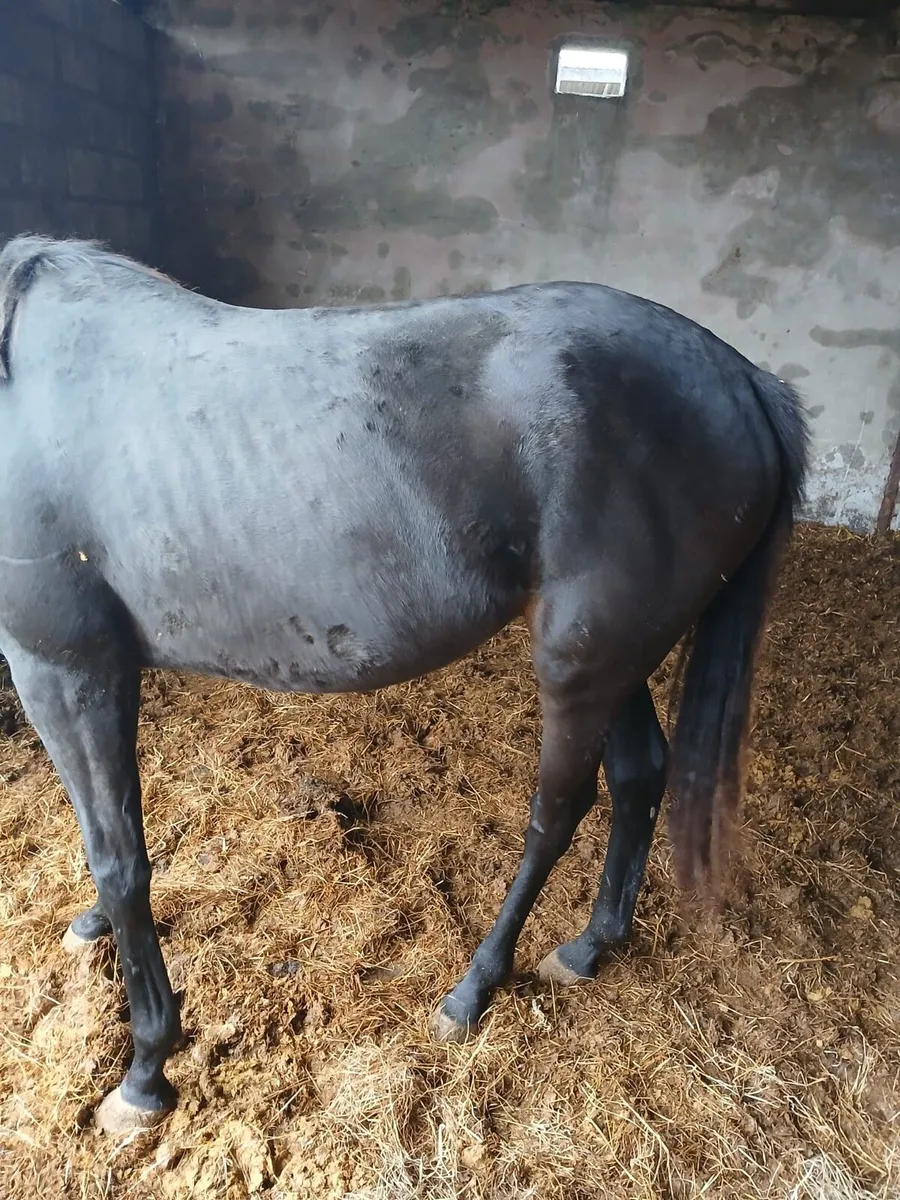 Equine thorough bred horses - Image 4