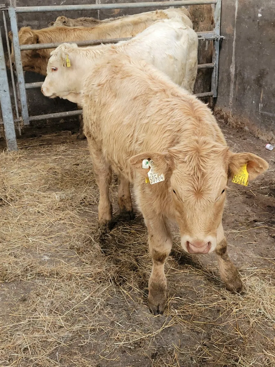 Weanling - Image 1