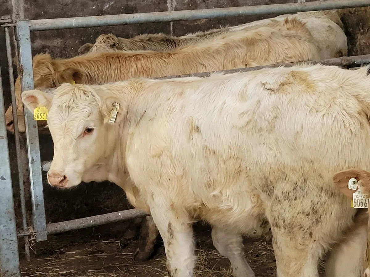 Weanling - Image 2