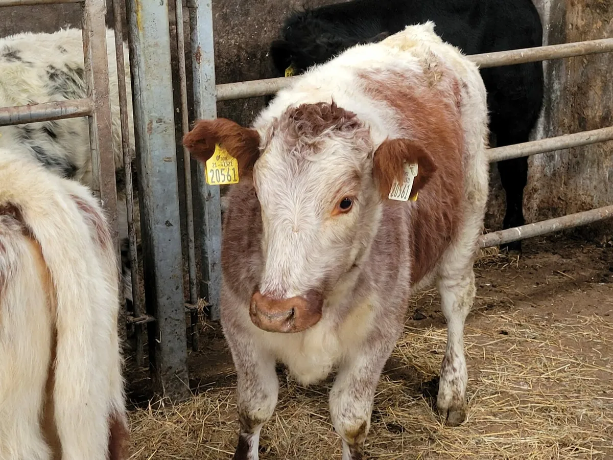 Weanling - Image 3
