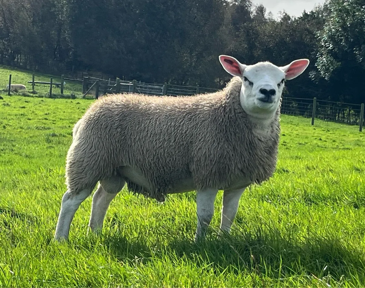 Texel Pedigree Ram Lamb - Image 1