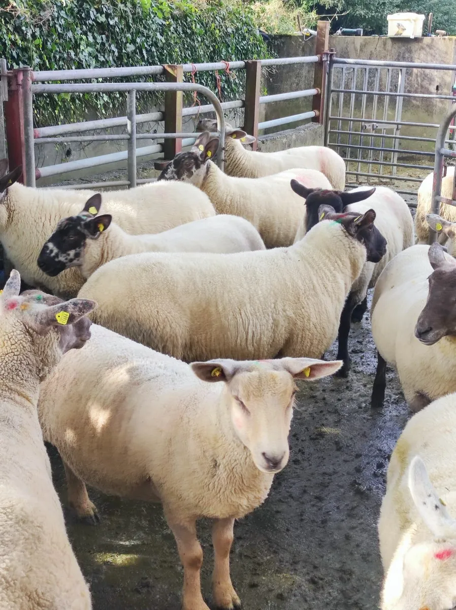Hogget Ewes - Image 4