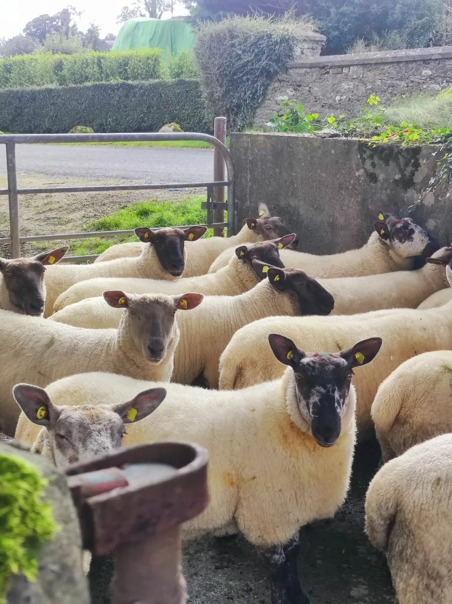 Hogget Ewes - Image 3