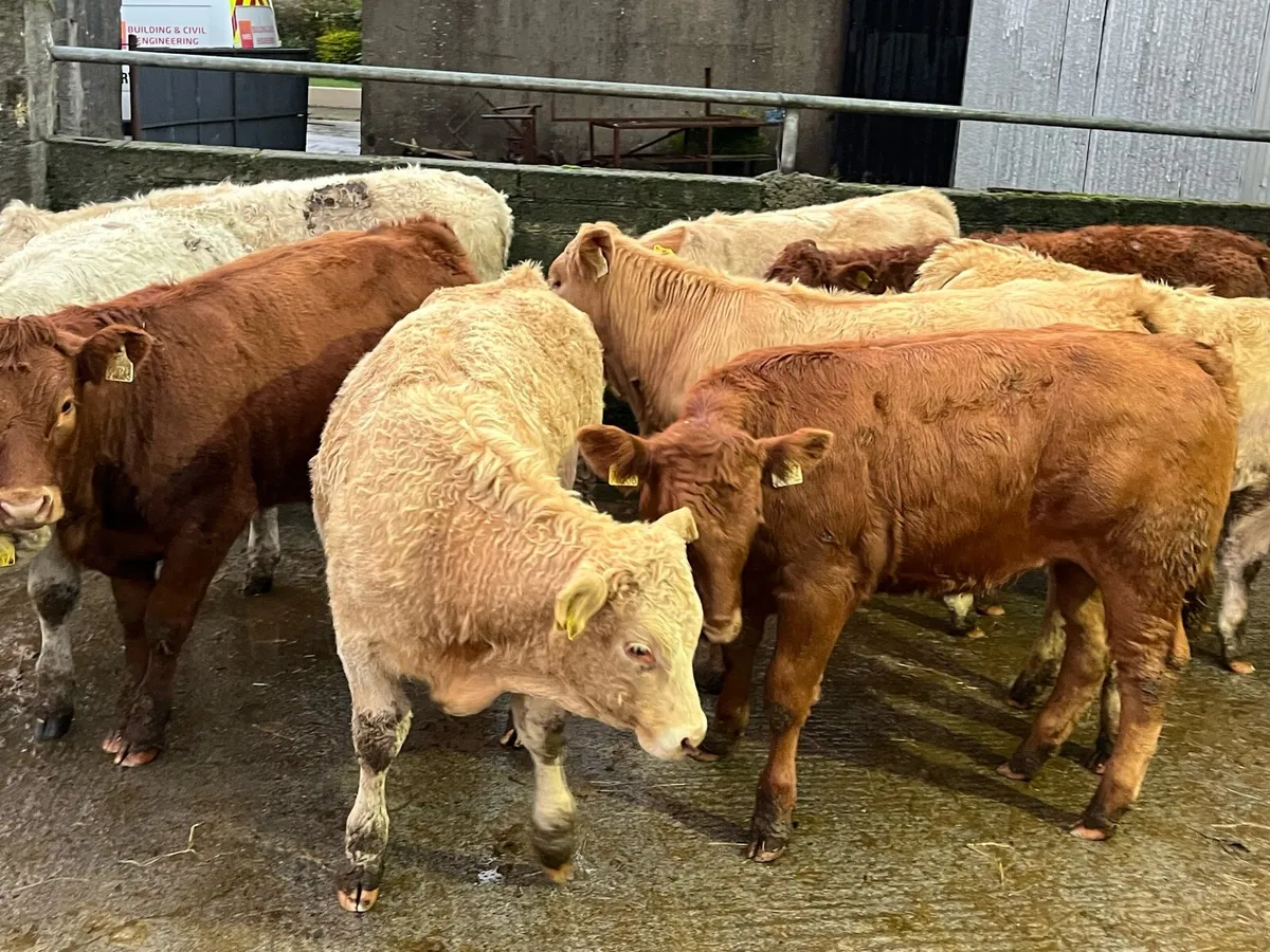 Ten Heifer Weanlings - Image 1