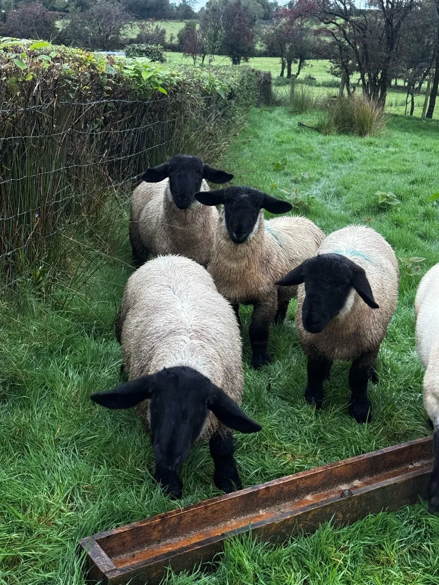 Ram lambs - Image 1