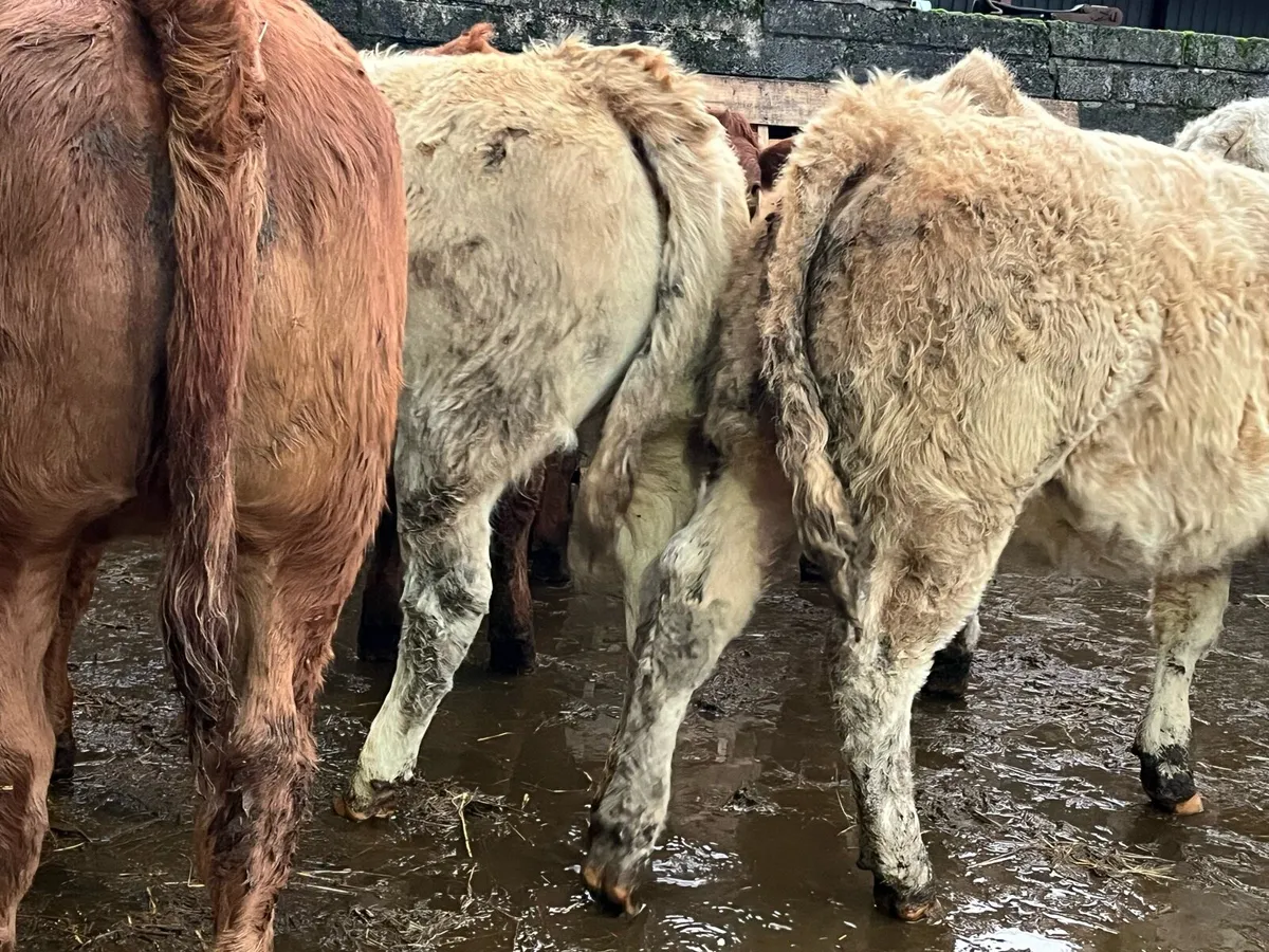 Ten Heifer Weanlings - Image 2