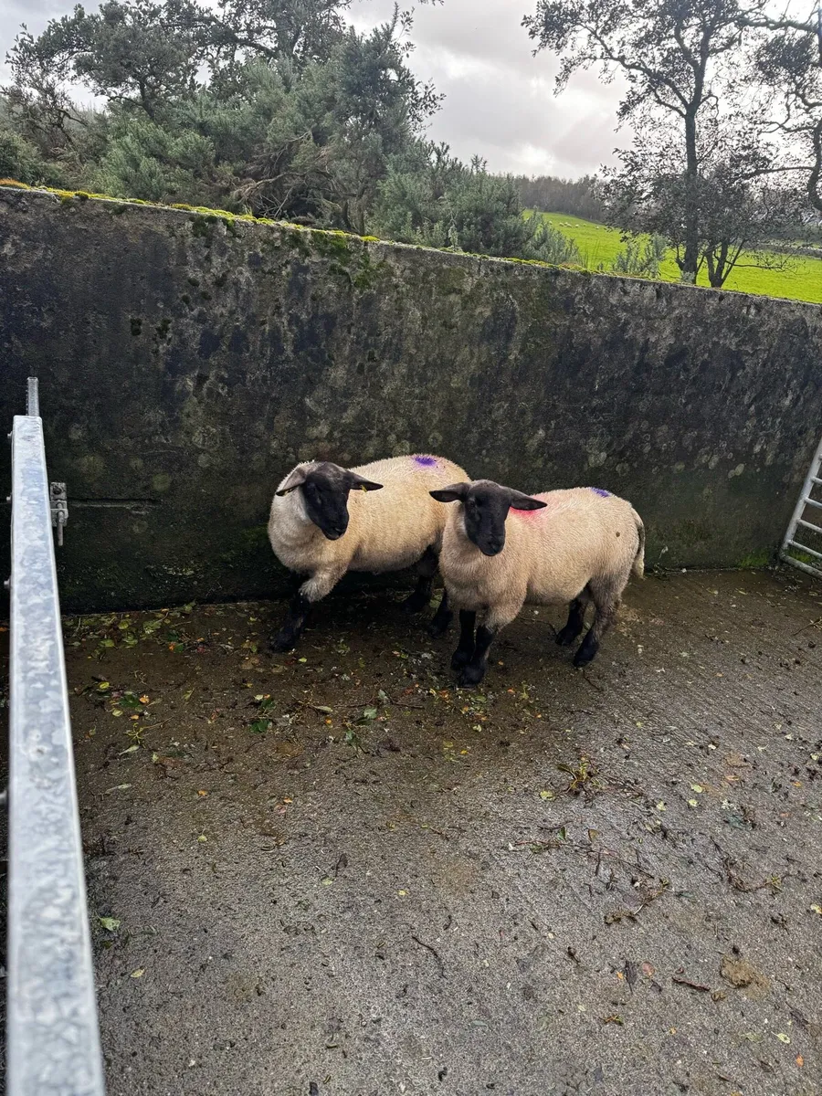 Ram lambs - Image 2