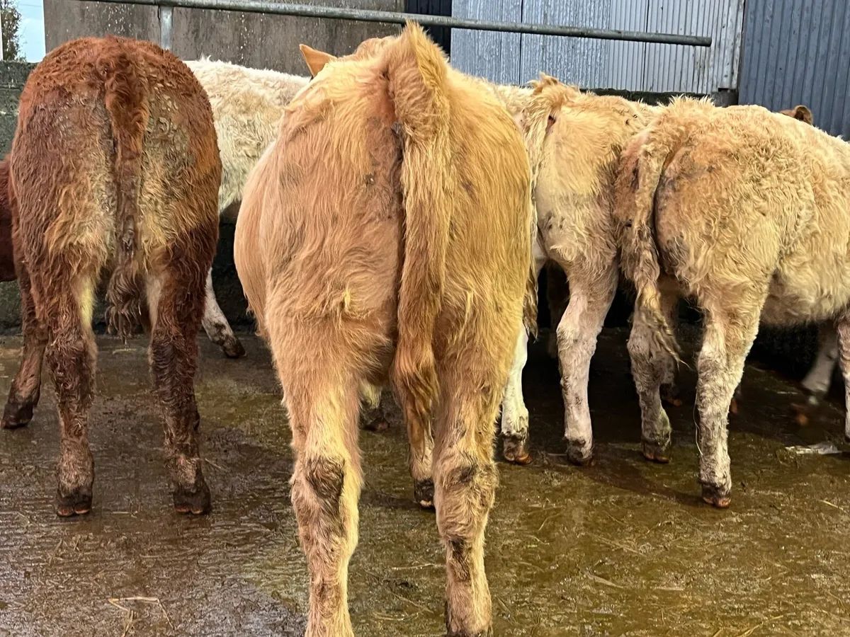 Ten Heifer Weanlings - Image 3