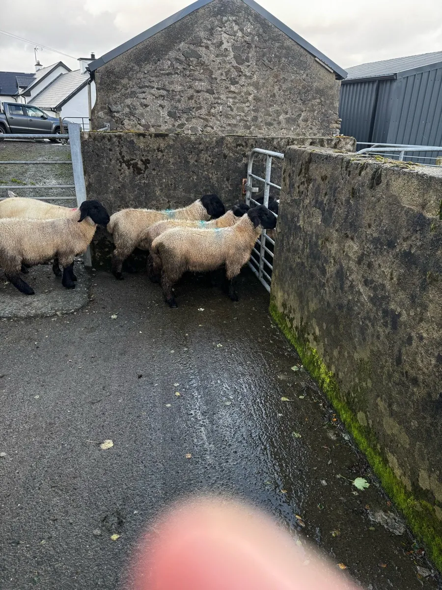 Ram lambs - Image 3