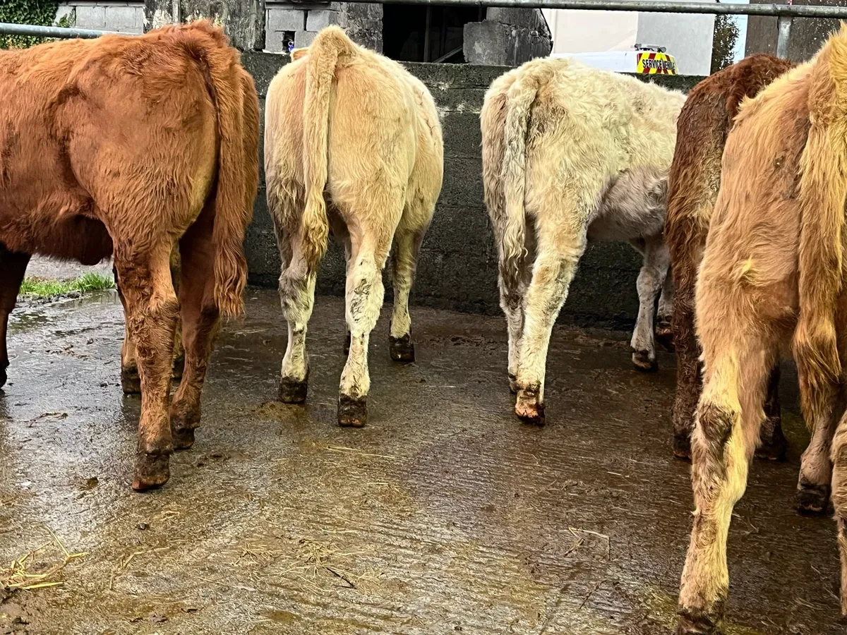 Ten Heifer Weanlings - Image 4