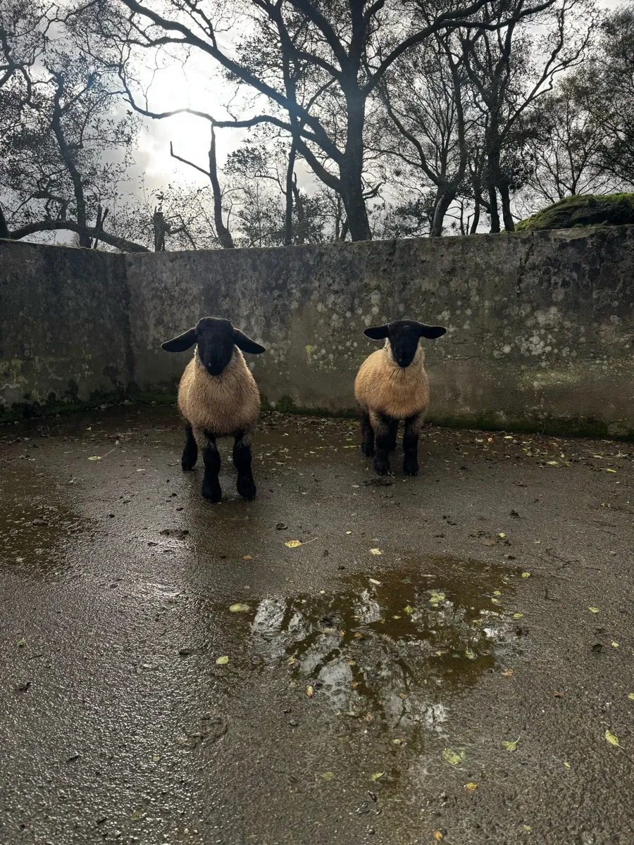Ram lambs - Image 4