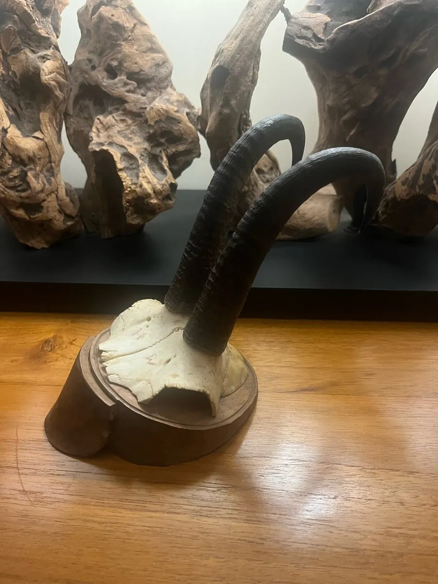 Antique Pair of Alpine Chamois Mounts - Image 3