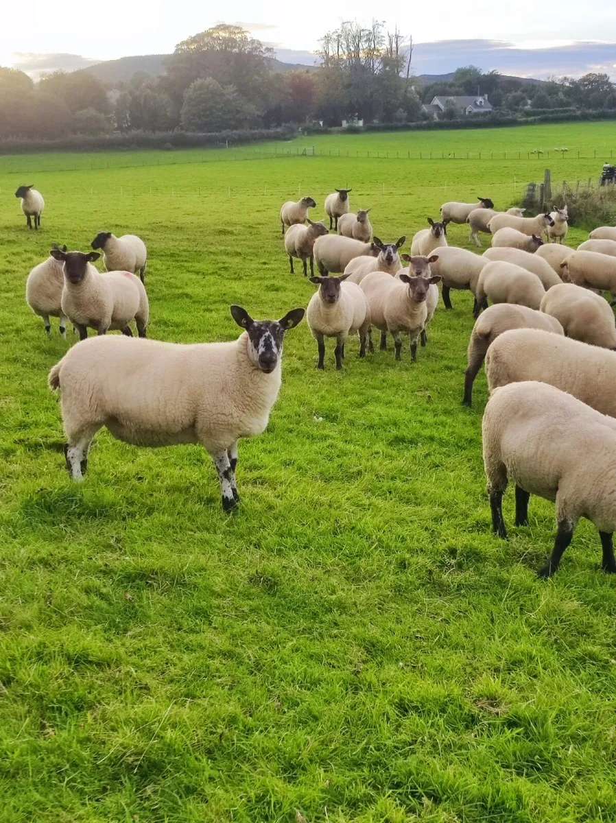 Hogget Ewes - Image 1