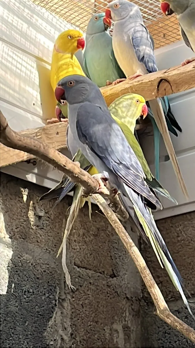 Ringneck mutation 2025 and proven pair blue - Image 1