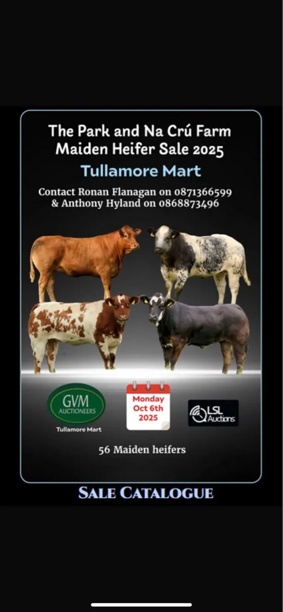 Maiden heifers - Image 2