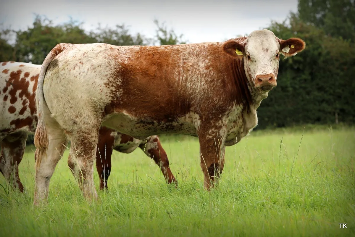 Maiden heifers - Image 3