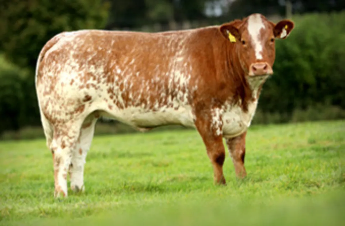 Maiden heifers - Image 4