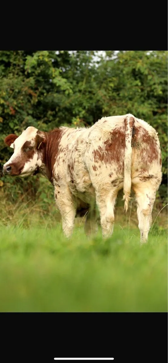 Maiden heifers - Image 1