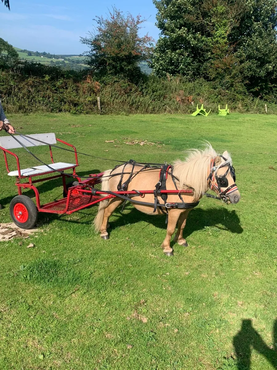 Miniature stallion 6yrs s - Image 1