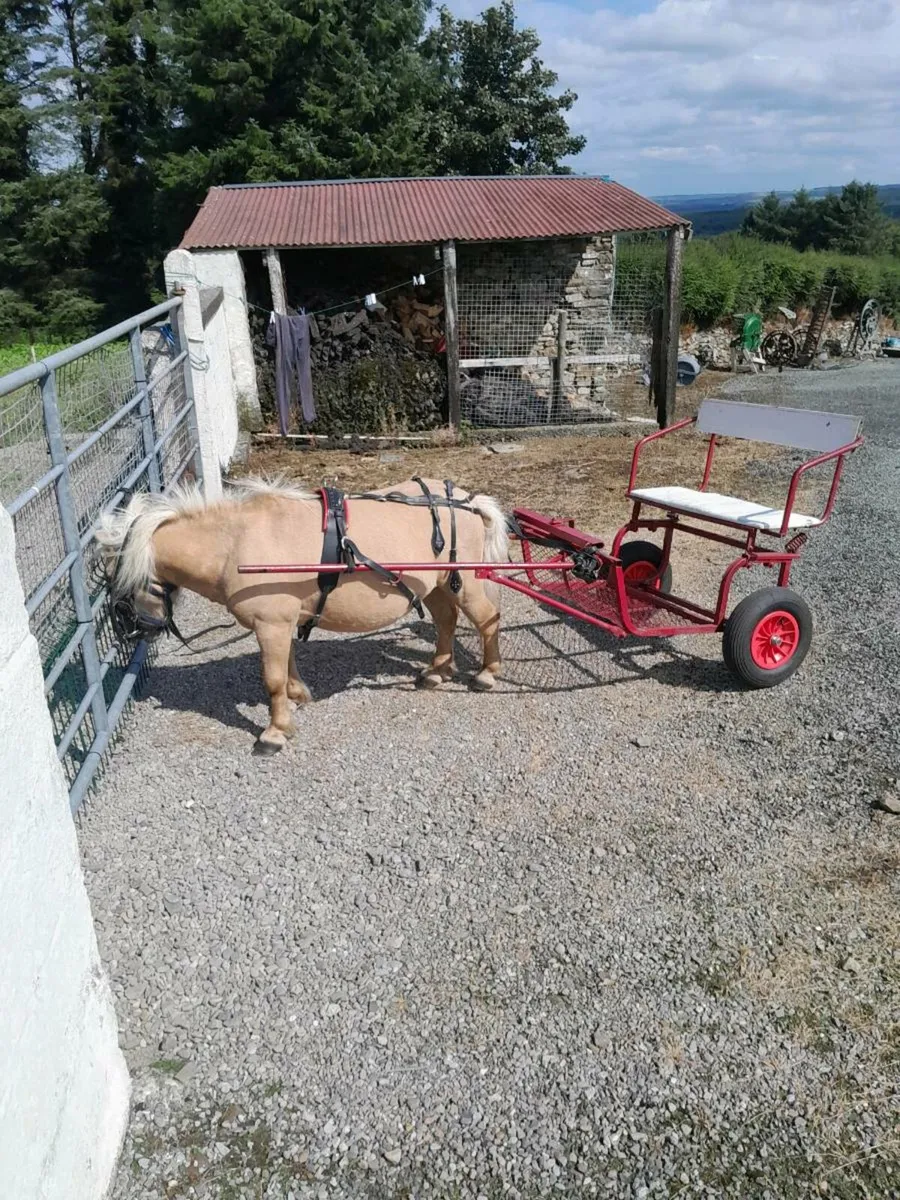 Miniature stallion 6yrs s - Image 2