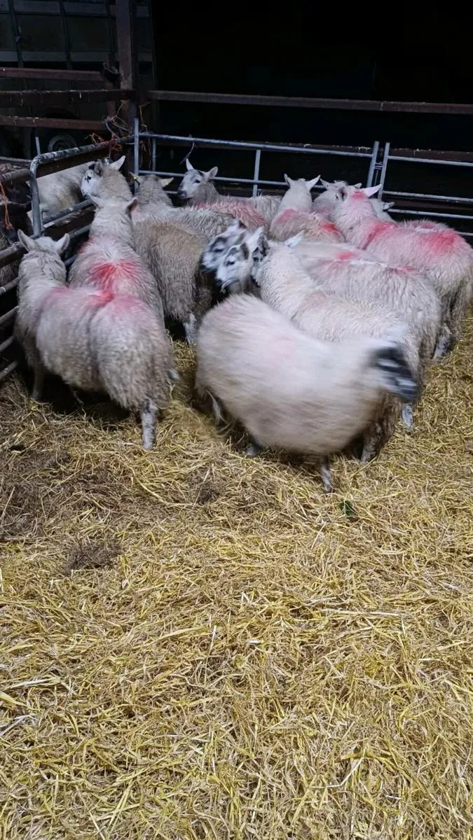 15 Cheviot Cross Ewe lambs - Image 1