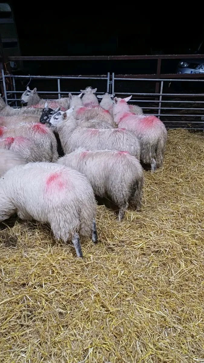 15 Cheviot Cross Ewe lambs - Image 2