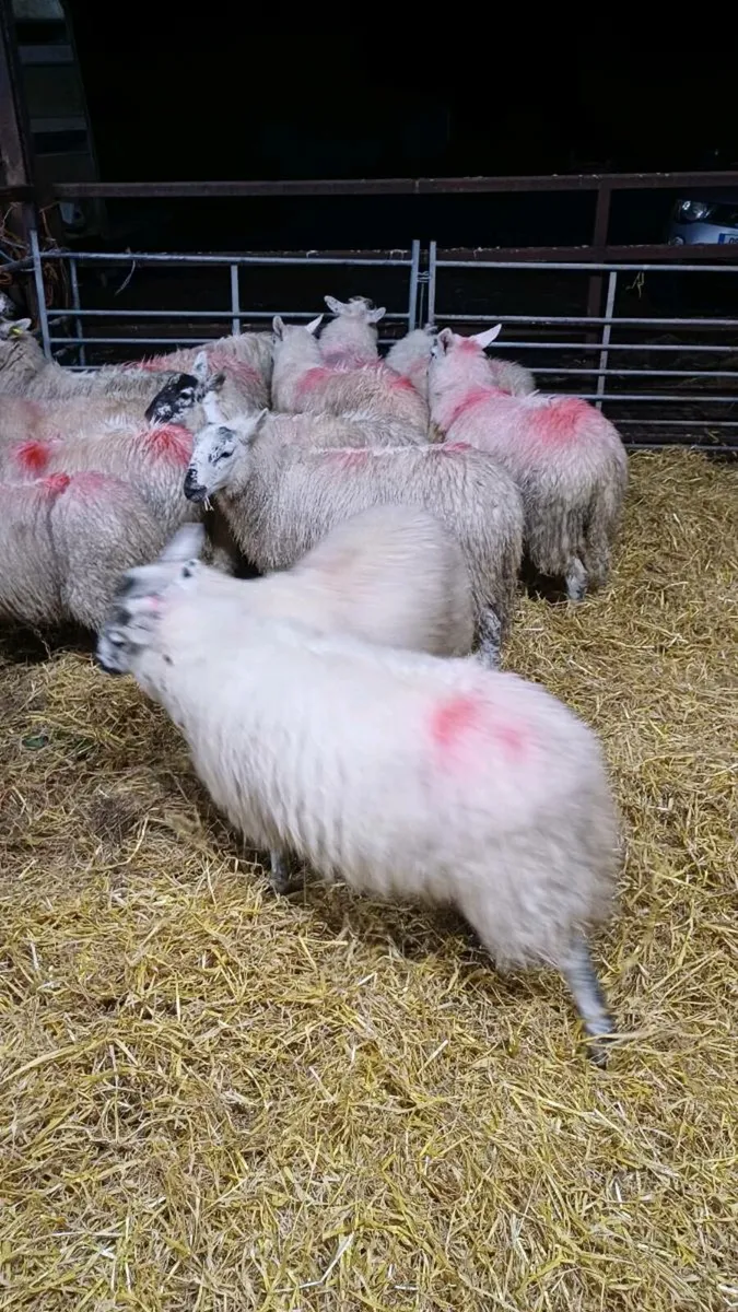 15 Cheviot Cross Ewe lambs - Image 3