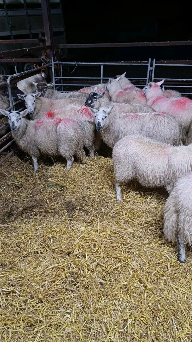15 Cheviot Cross Ewe lambs - Image 4