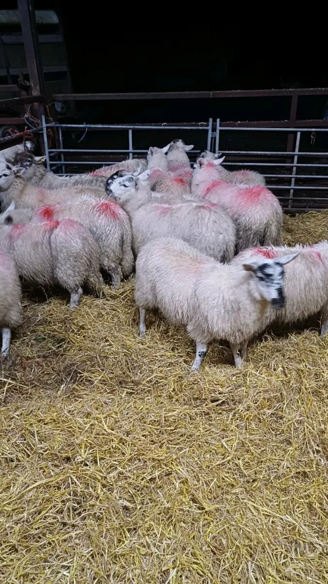 15 Cheviot Cross Ewe lambs - Image 3