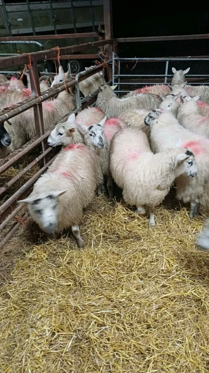 15 Cheviot Cross Ewe lambs - Image 4