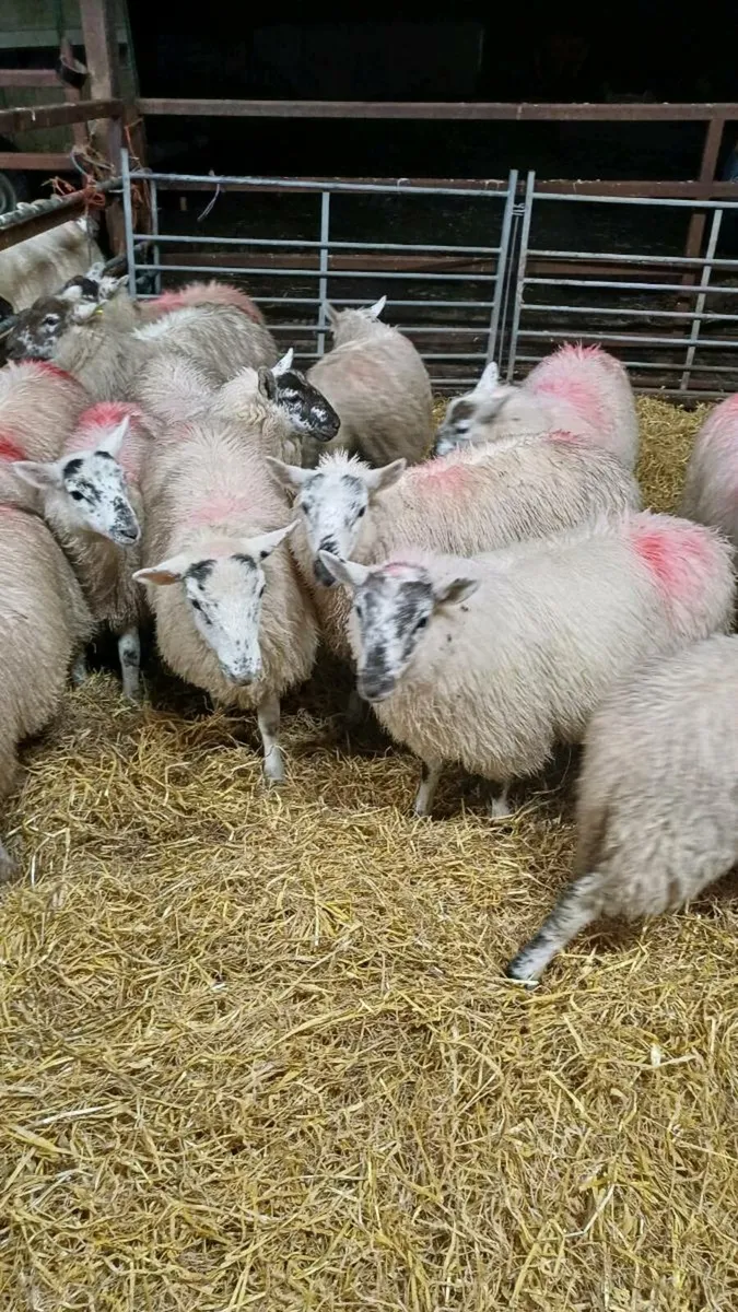 15 Cheviot Cross Ewe lambs - Image 1