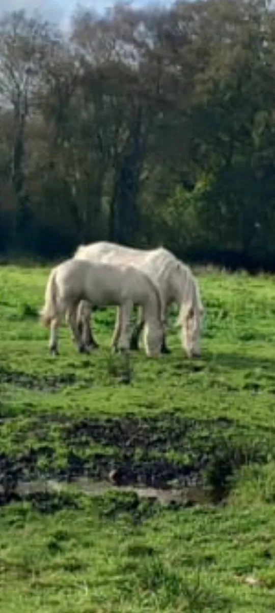 Horse - Image 1