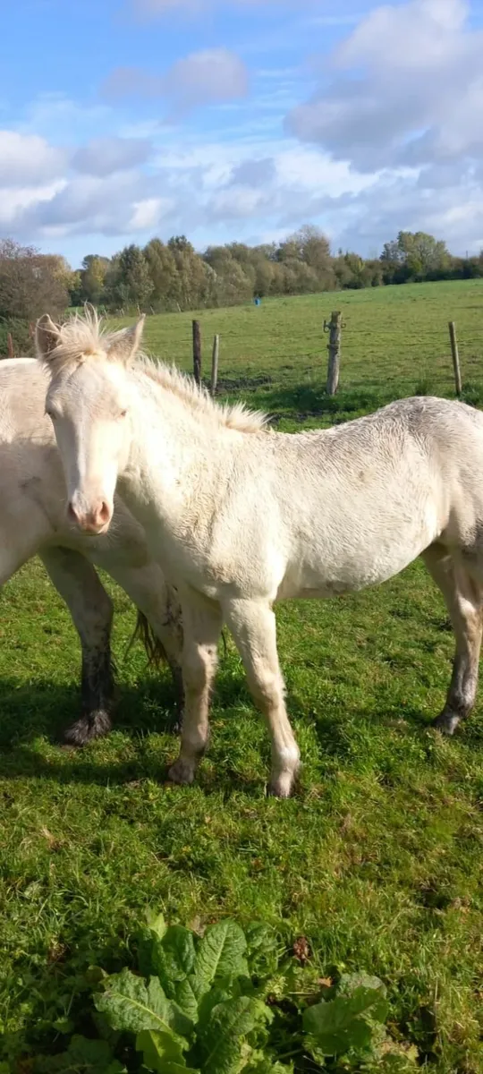 Horse - Image 2