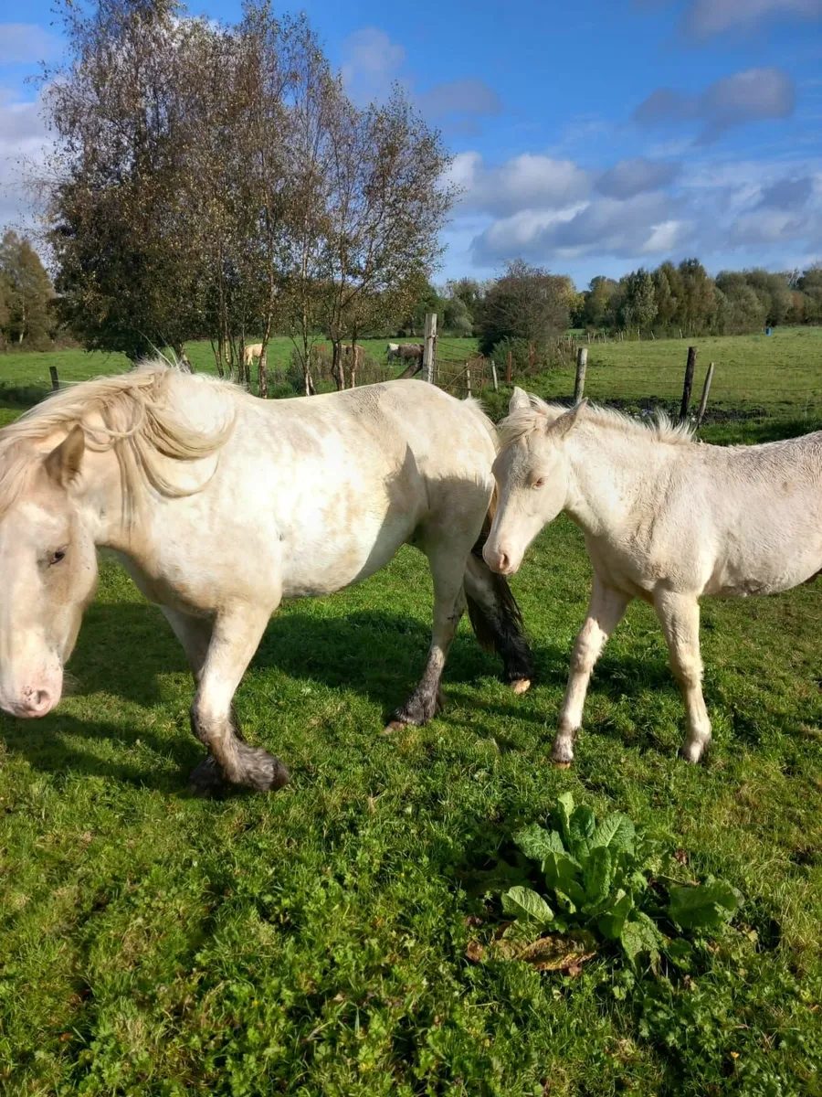 Horse - Image 3