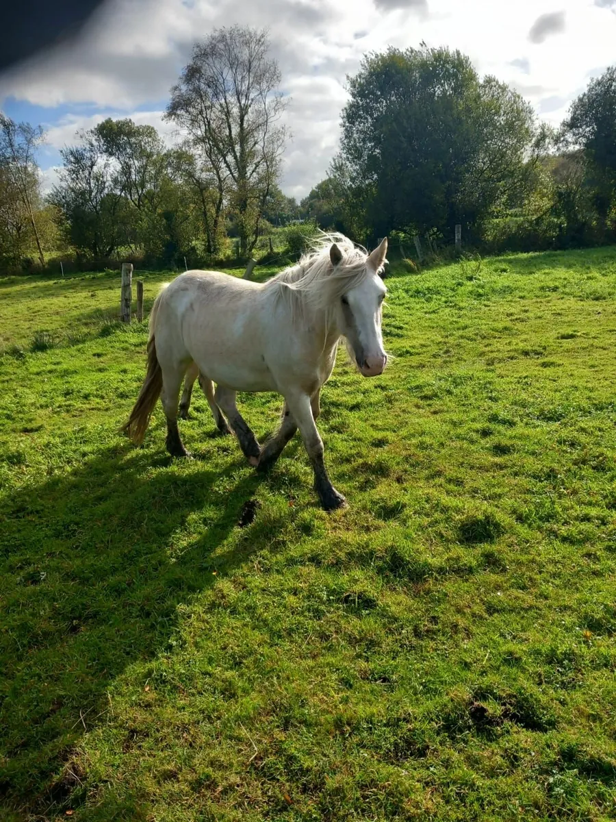 Horse - Image 4