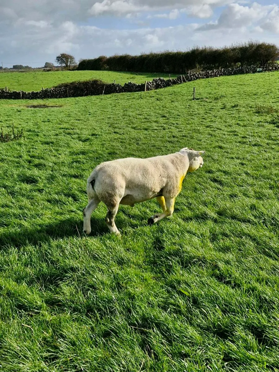Texel Ram - Image 4