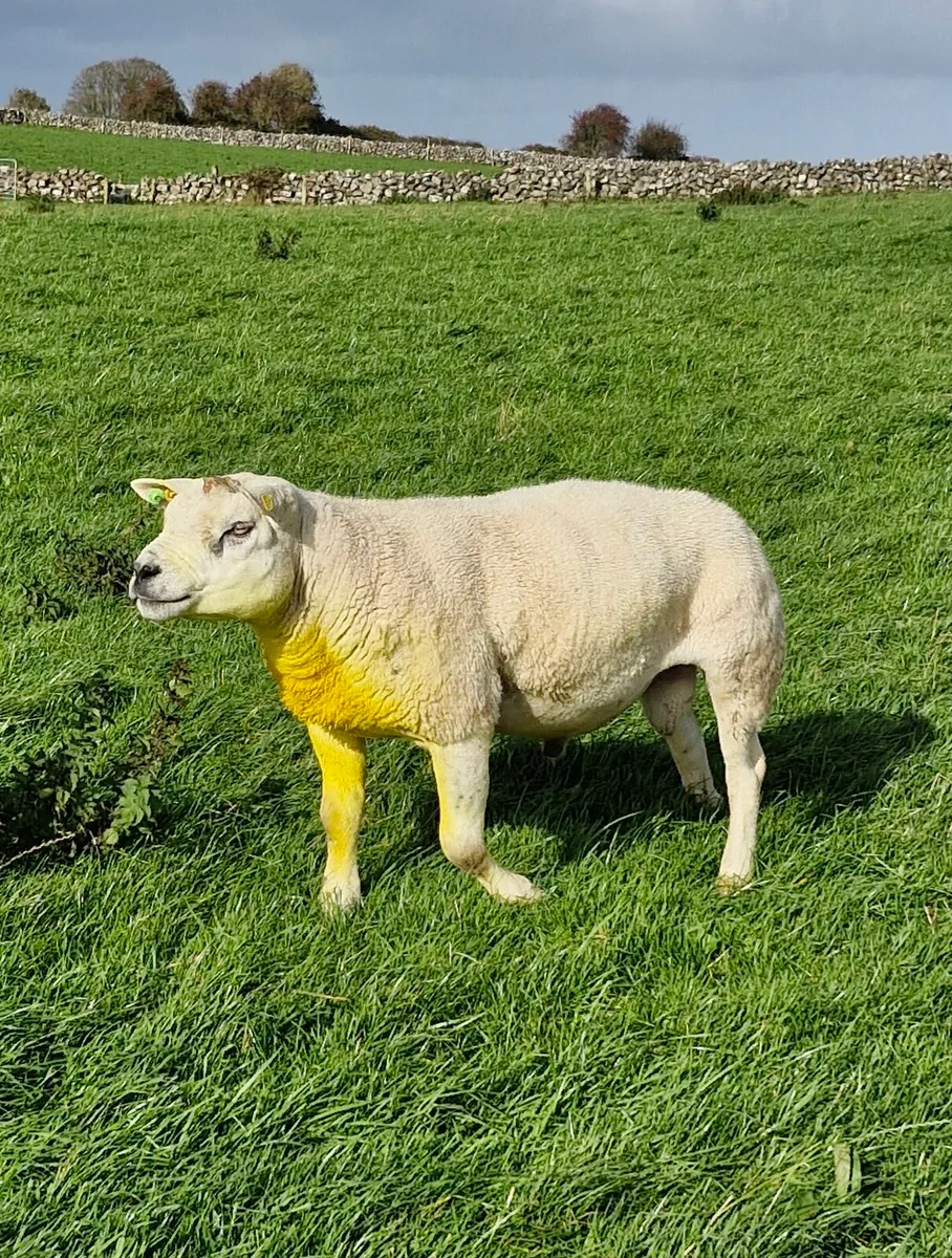 Texel Ram - Image 2