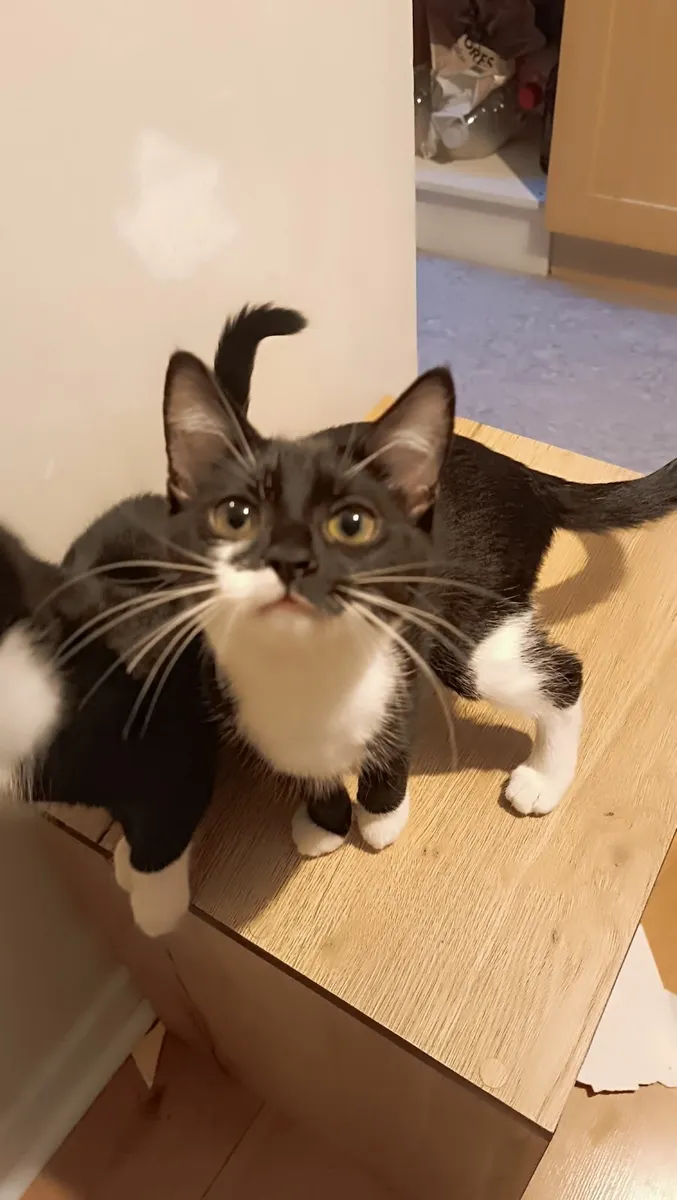 Cats - Image 3