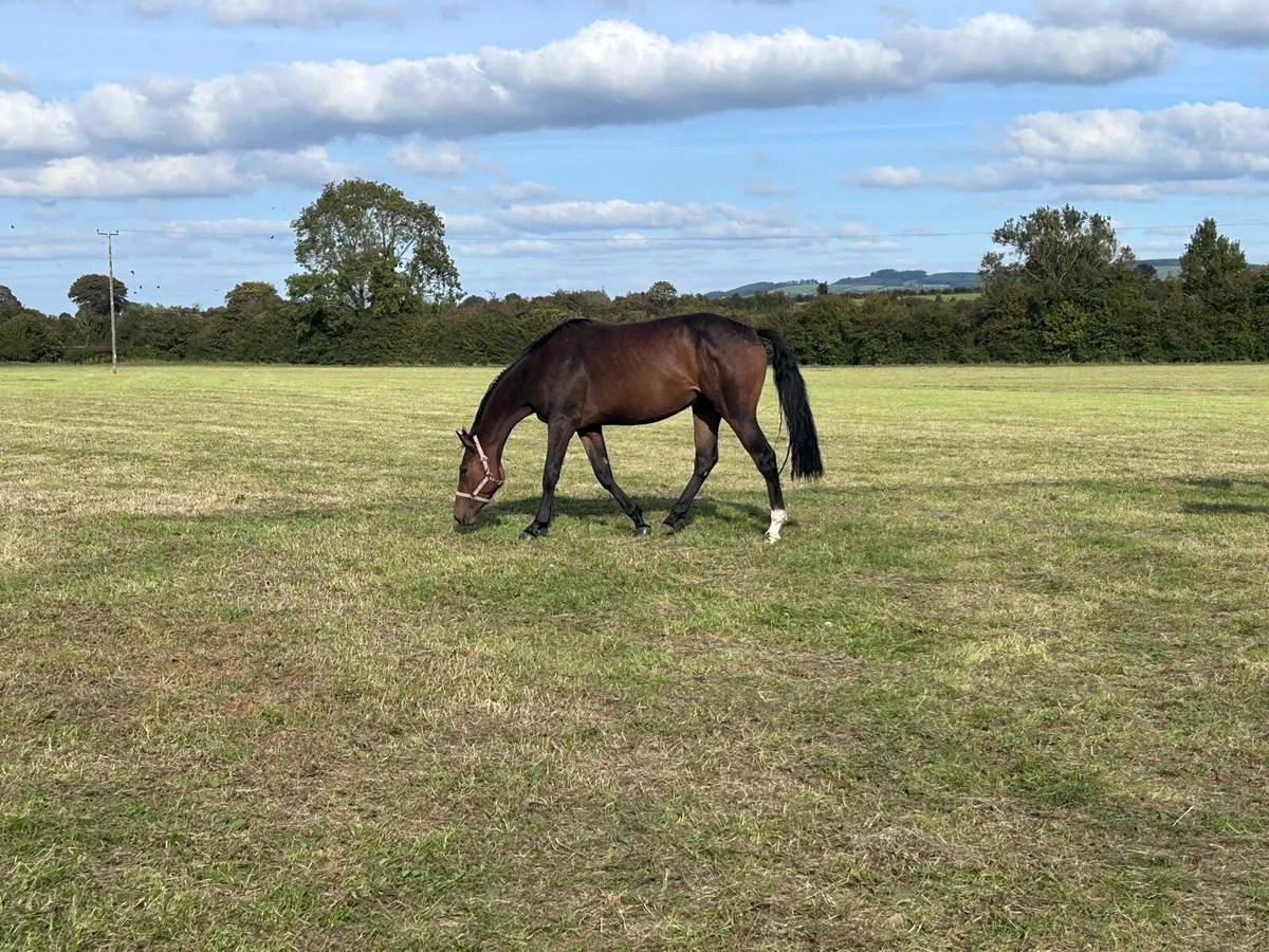3 year old Gelding - Image 1