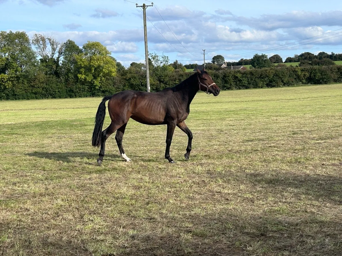 3 year old Gelding - Image 2