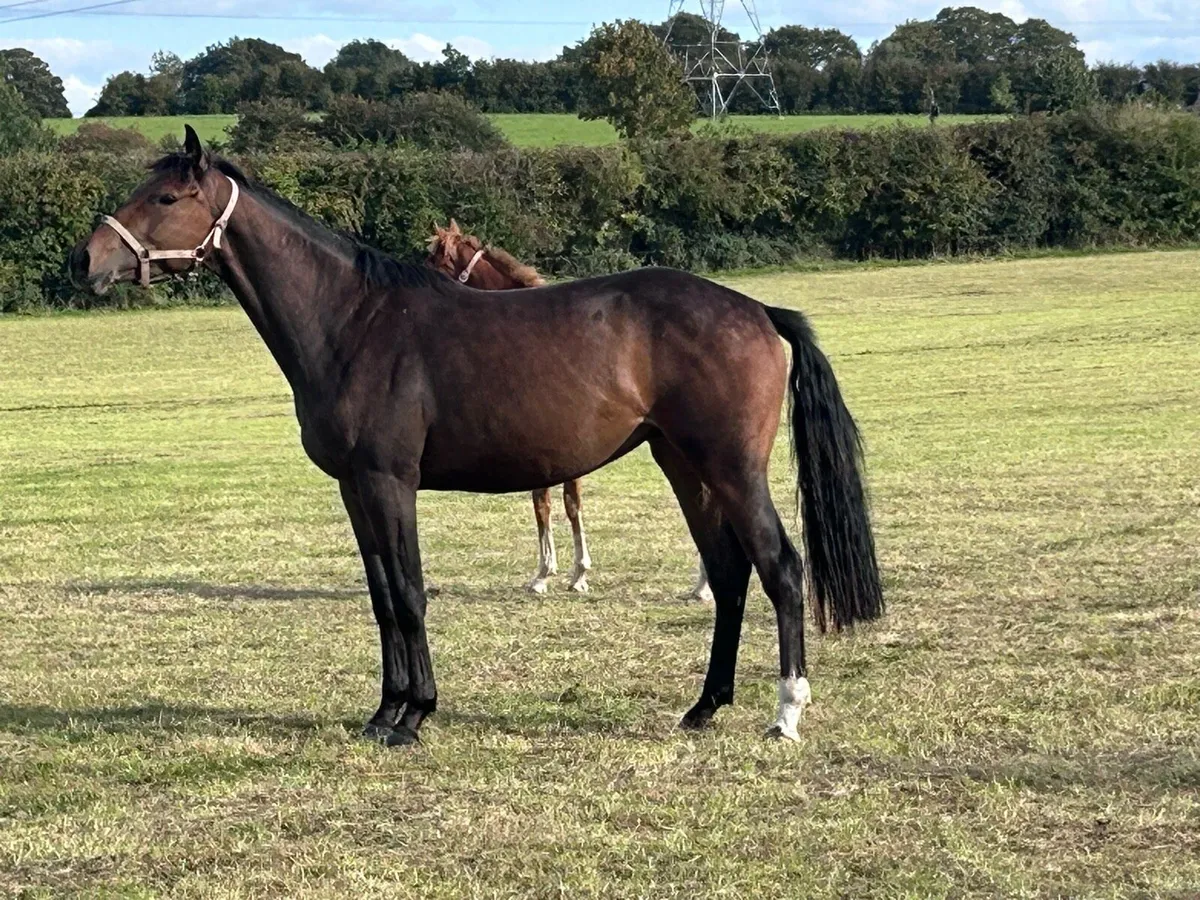3 year old Gelding - Image 3