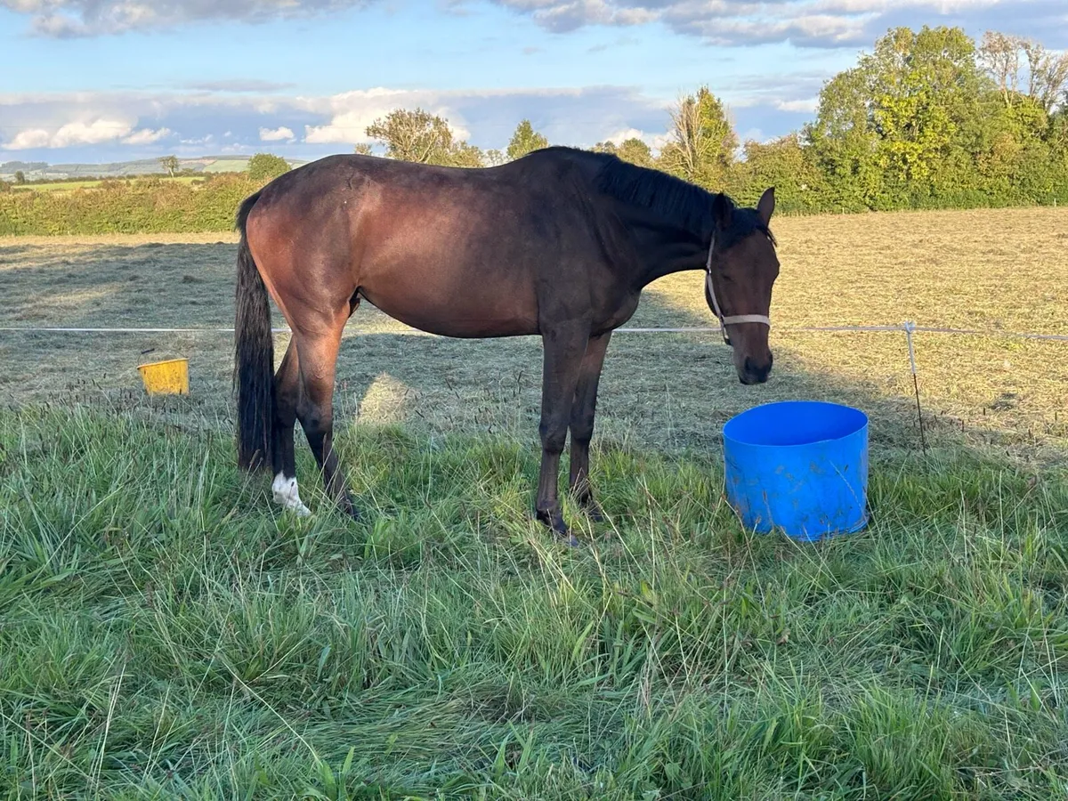 3 year old Gelding - Image 4