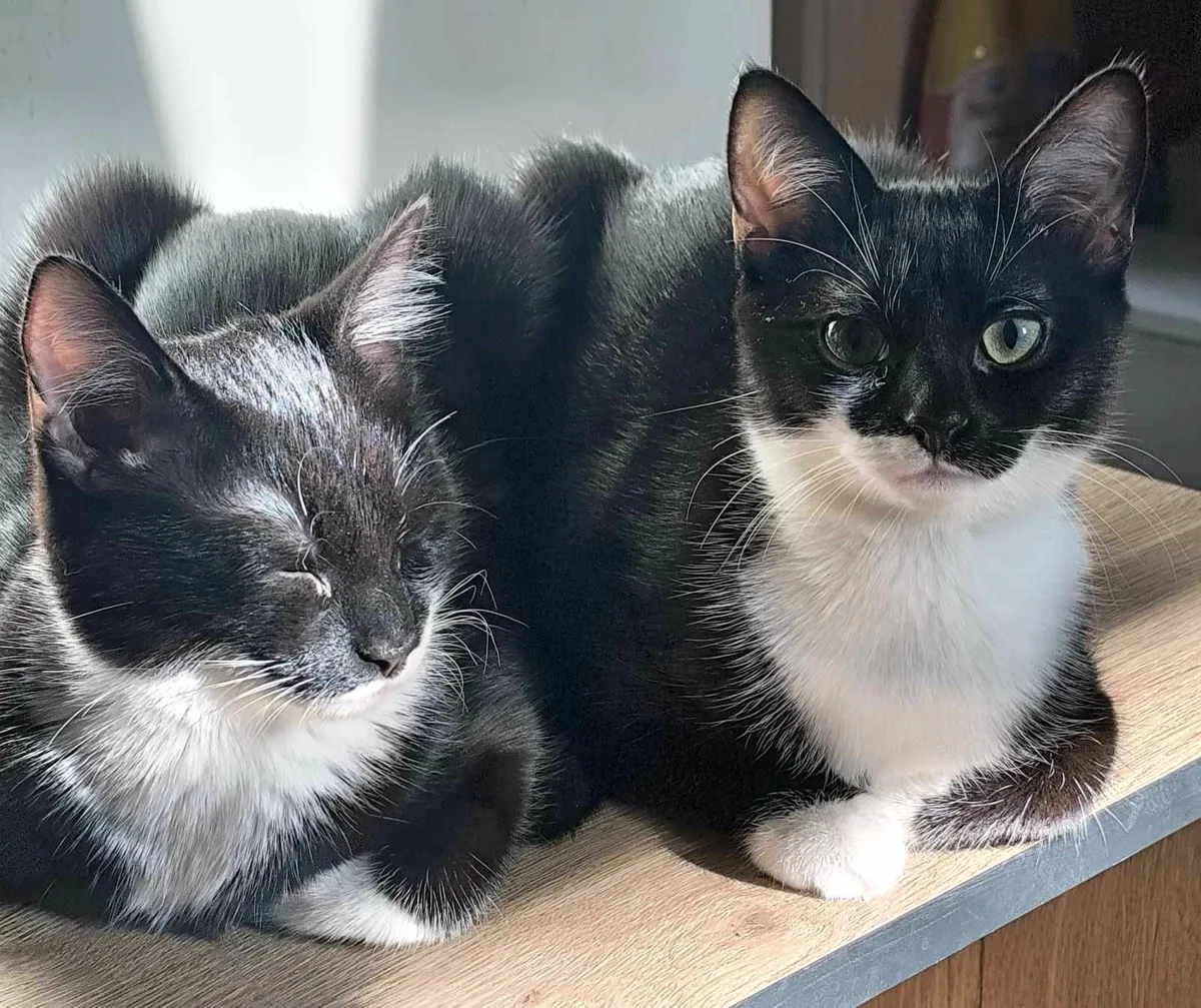 Cats - Image 4