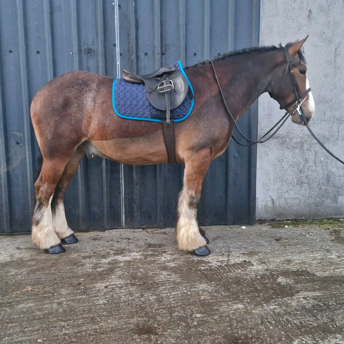 5 year old cob 15.1 - Image 1